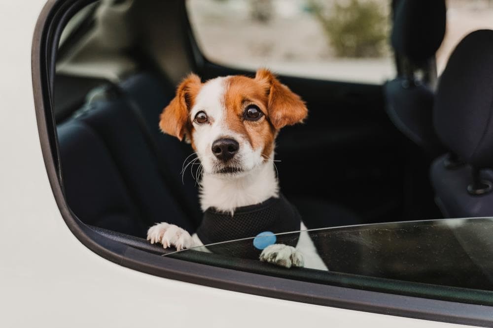 Consejos para viajar con mascotas: un trayecto seguro y cómodo