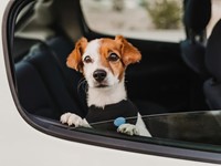 Consejos para viajar con mascotas: un trayecto seguro y cómodo